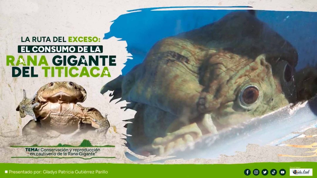 Puno presentan reportajes radiales de la conservación y la protección