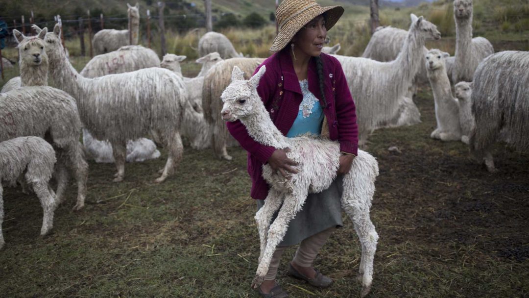 Puno Investigadora Universitaria Refiere Que Enfermedad En Alpacas Que