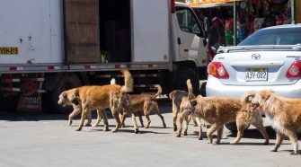 Perros callejeros