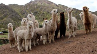 Alpacas