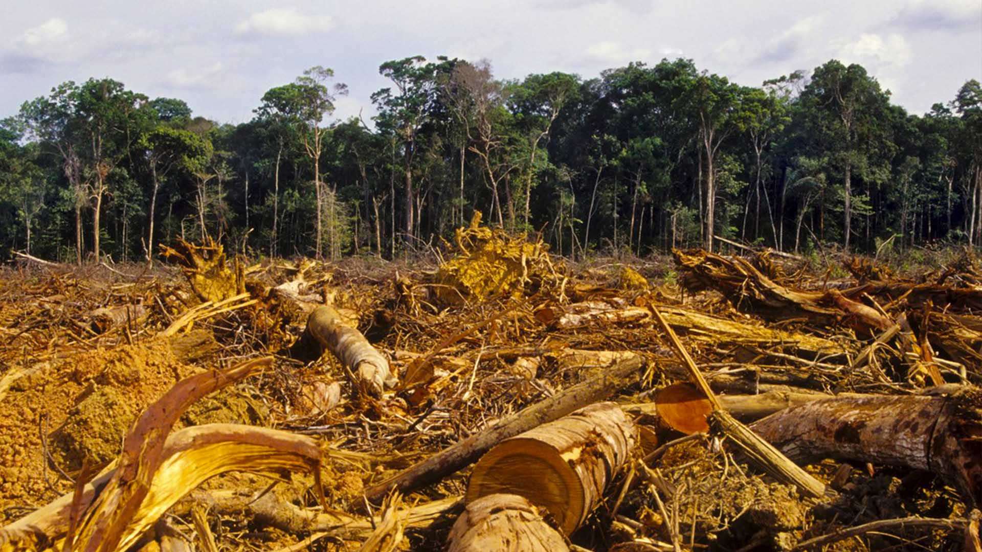 no-frenar-la-deforestaci-n-en-amazonia-ser-a-un-suicidio-alerta