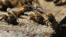 Descubren miles de abejas bajo el tejado de su casa