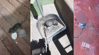 Invación de ratas a vecinos en Puno