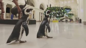 Una pareja de pingüinos visita un museo
