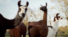 Llama