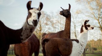 Llama