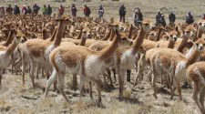 Putina,Chaku de vicuñas.