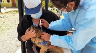 Vacunación canina