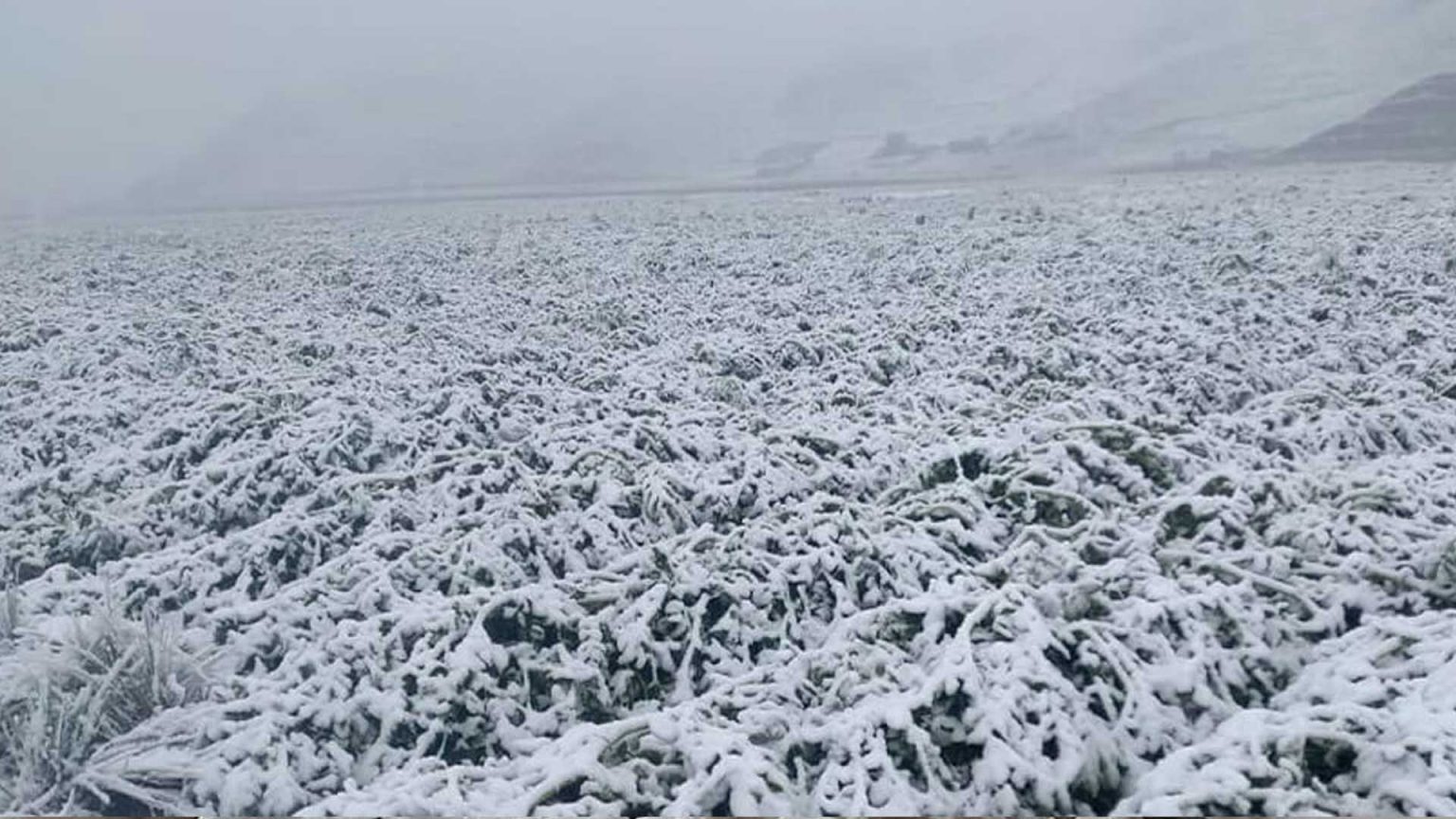 Puno Nevadas Granizada Y Heladas Afectaron 33 Mil 978 Hectáreas De