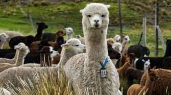 Dosificarán a las alpacas y ovinos en las zonas altas -Puno