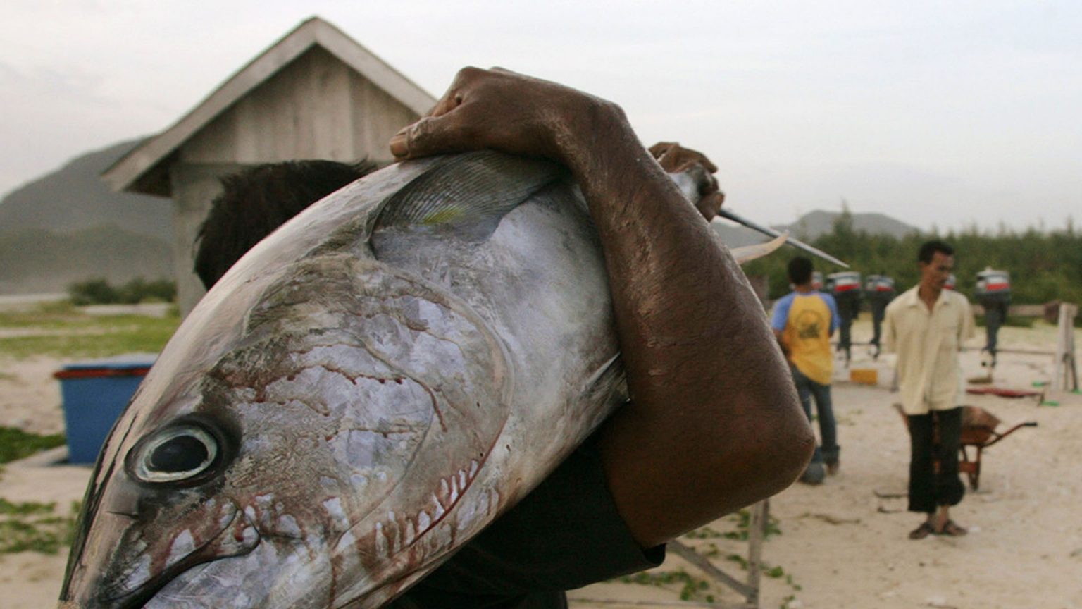Encuentran una botella de whisky sin abrir en el estómago de un pez - Radio Onda Azul