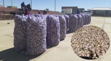 En Acora cosechan más de 40 toneladas de ajo orgánico