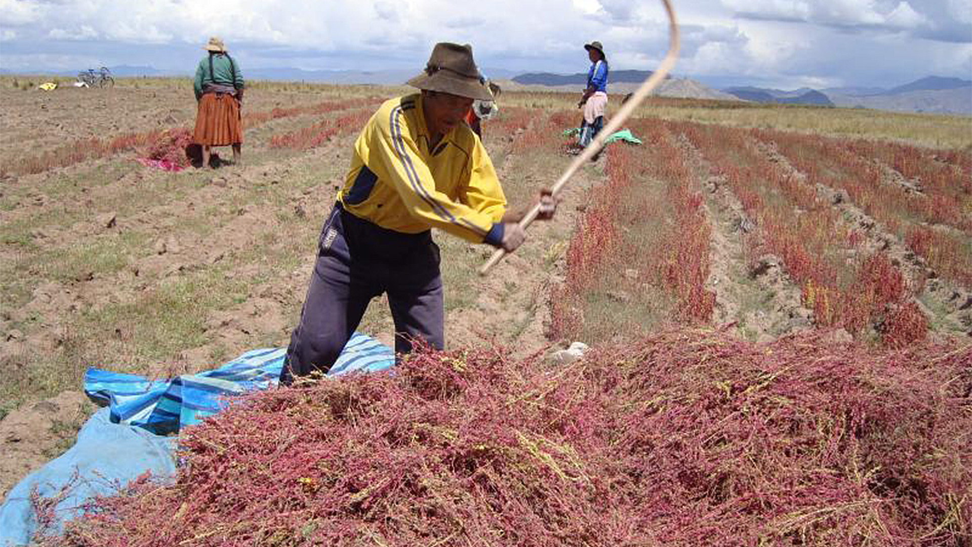 Productores de Quinua en Puno