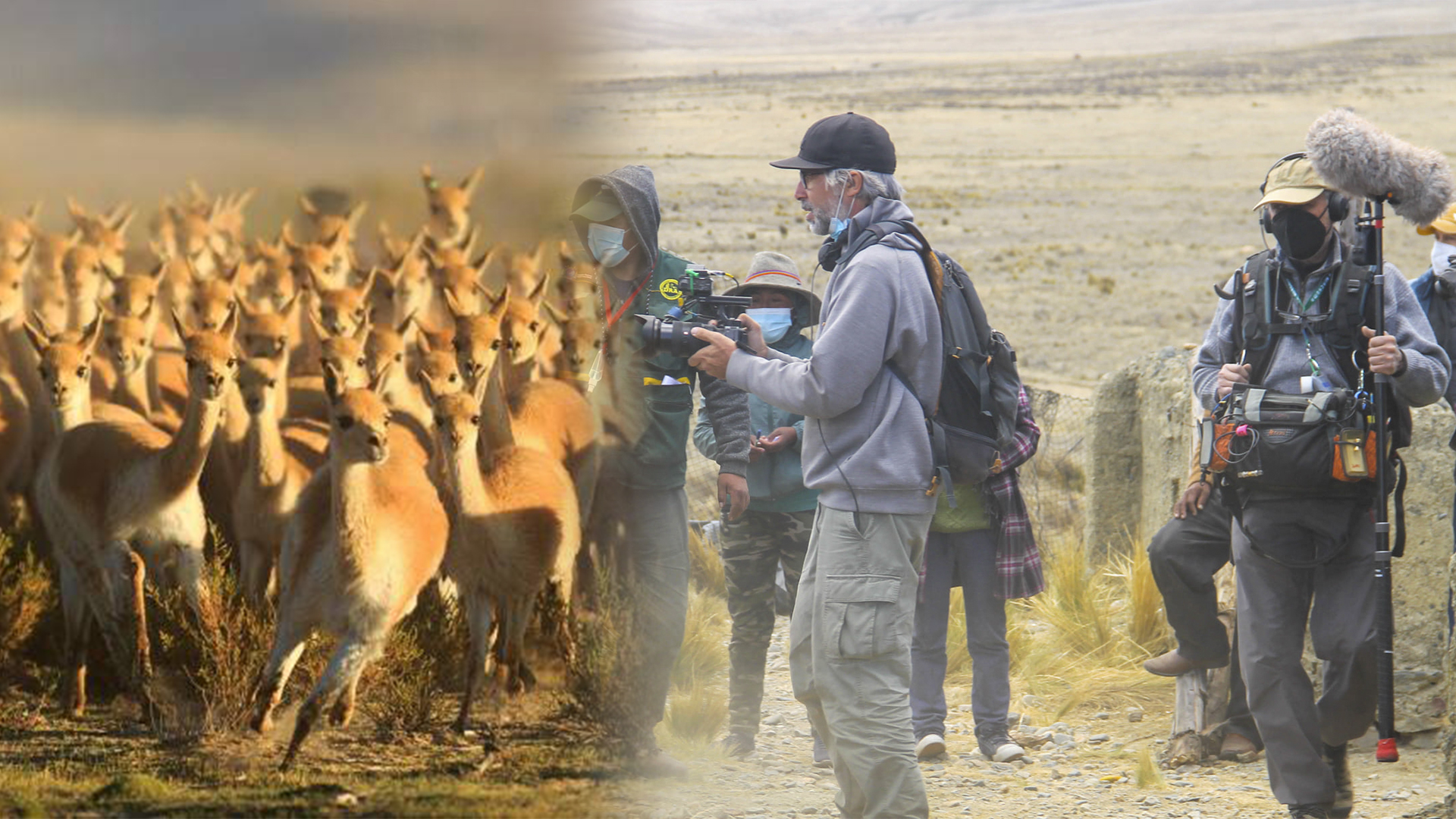 Chaku de vicuñas en la región Puno