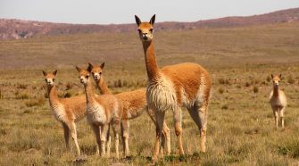 Población de vicuñas