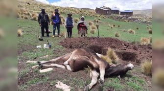 Descarga eléctrica ocasionó la muerte de un toro