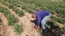 Empadronamiento a productores agrarios y pecuarios en Puno