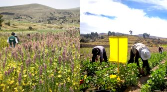Proyectos de granos andinos