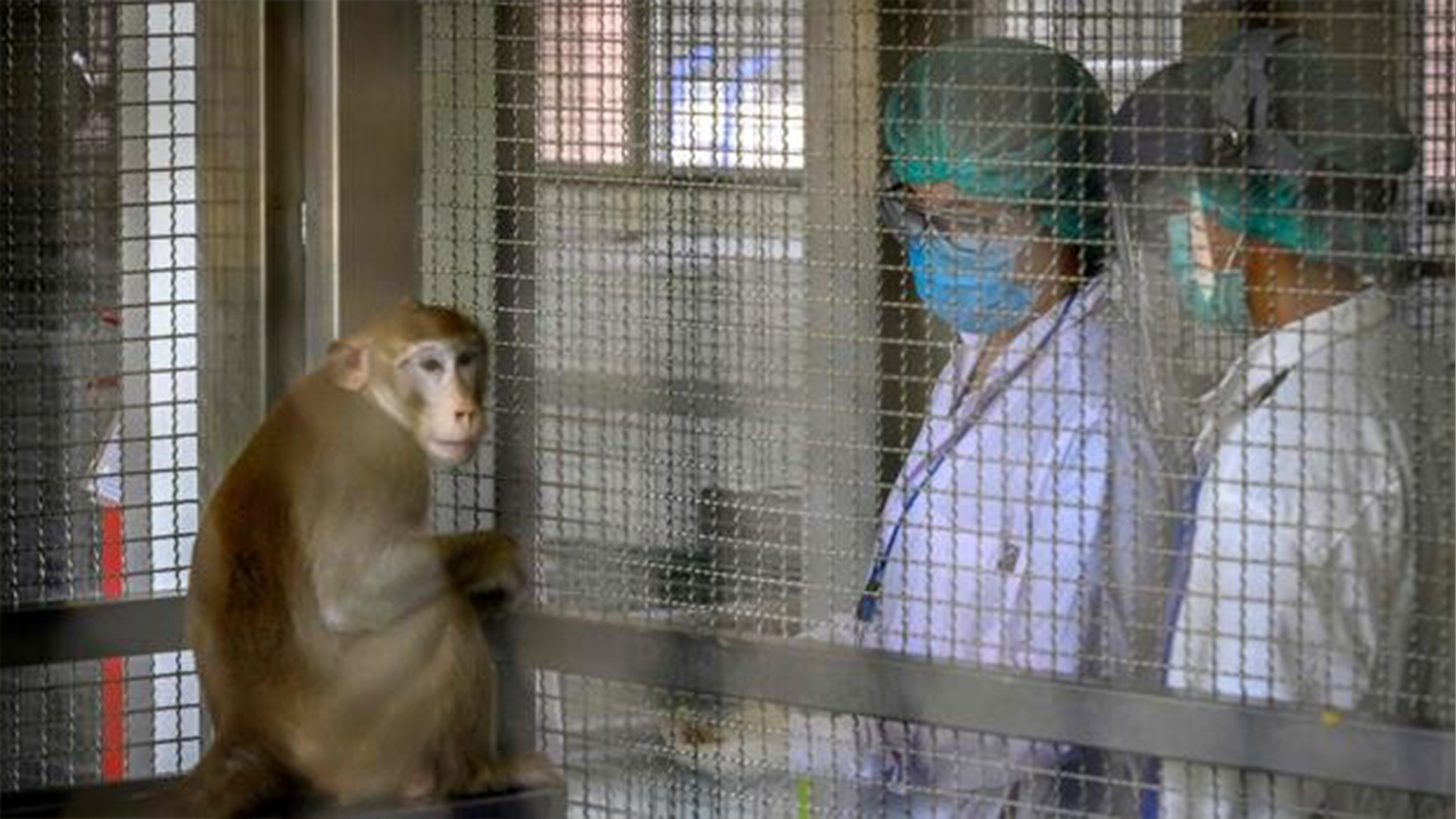 Perú declara la alerta sanitaria por incremento de casos de viruela del mono  en el mundo - Radio Onda Azul
