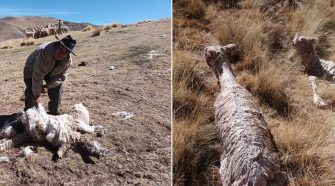 Felinos matan más de 10 alpacas