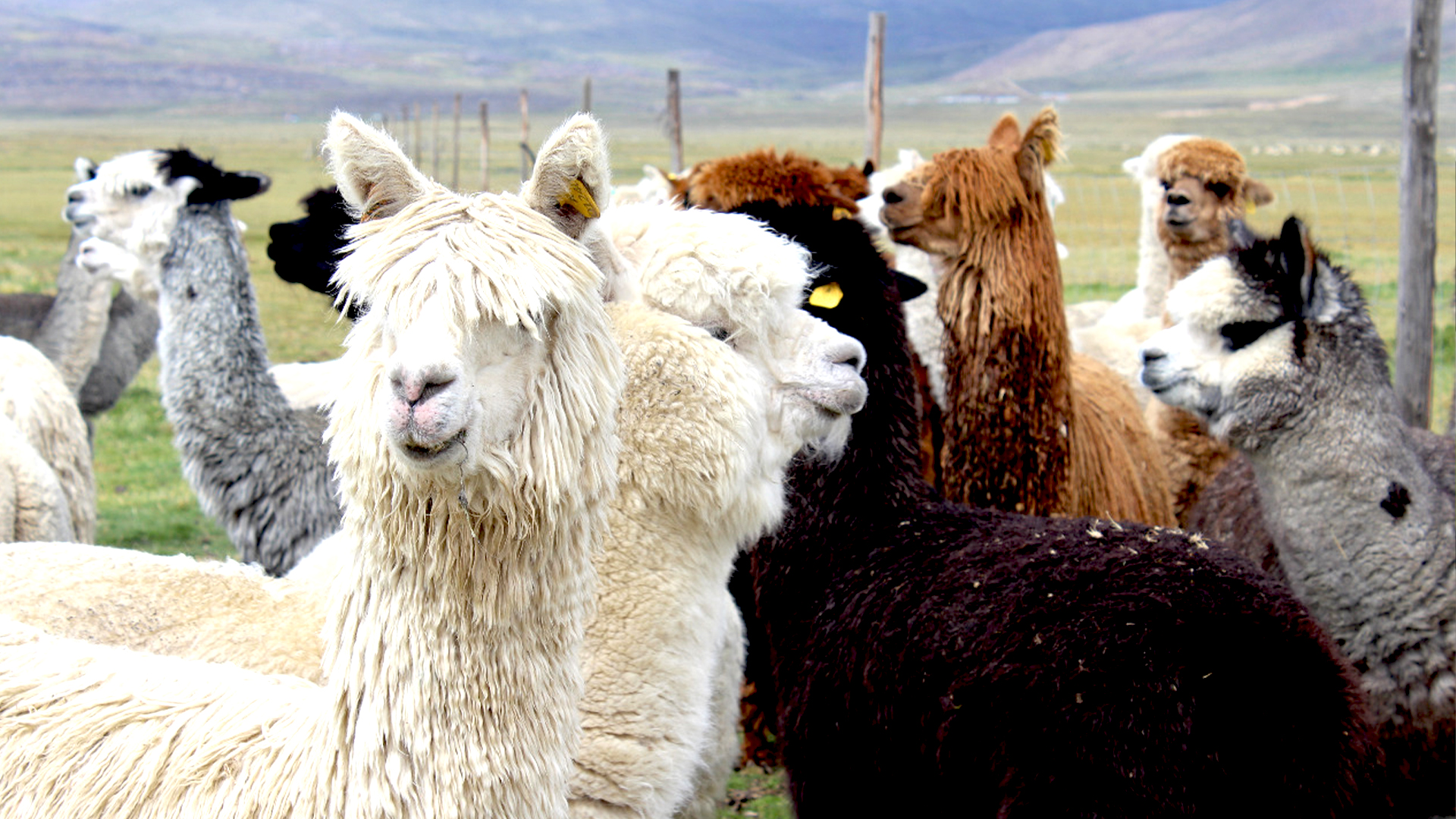 Cinco cosas que debes saber de la fibra de alpaca – Economistas sin  Fronteras