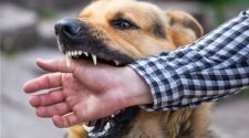 Mordeduras de perros