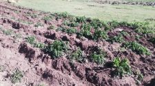 Alertan que habrá pérdida tremenda en la campaña agrícola 2022 – 2023 en la provincia de San Román