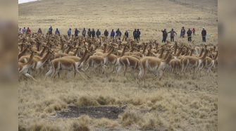 Vicuñas