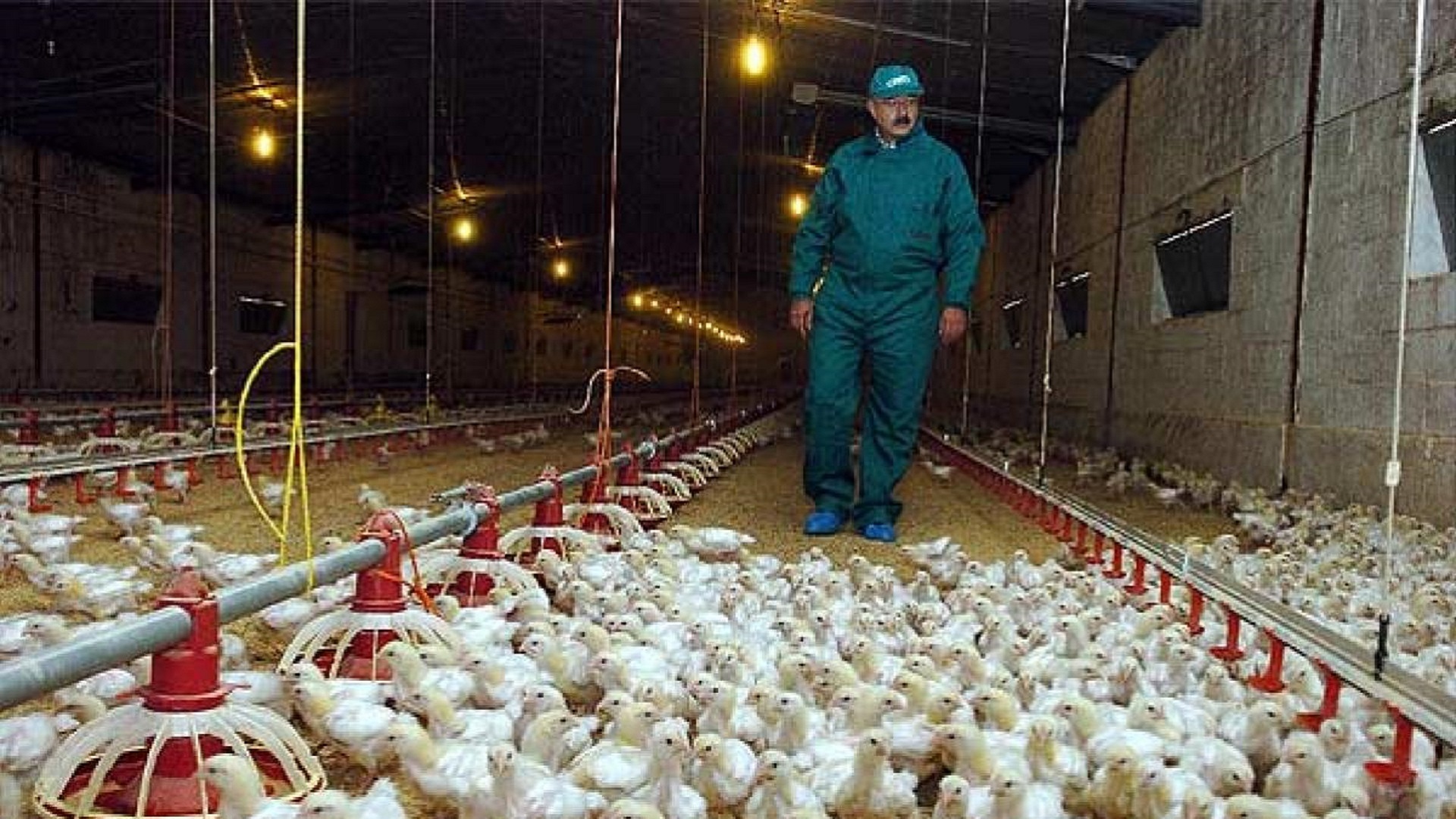 Gripe aviar