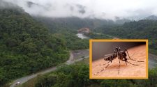 Identifican más de 58 casos de dengue en San Gabán