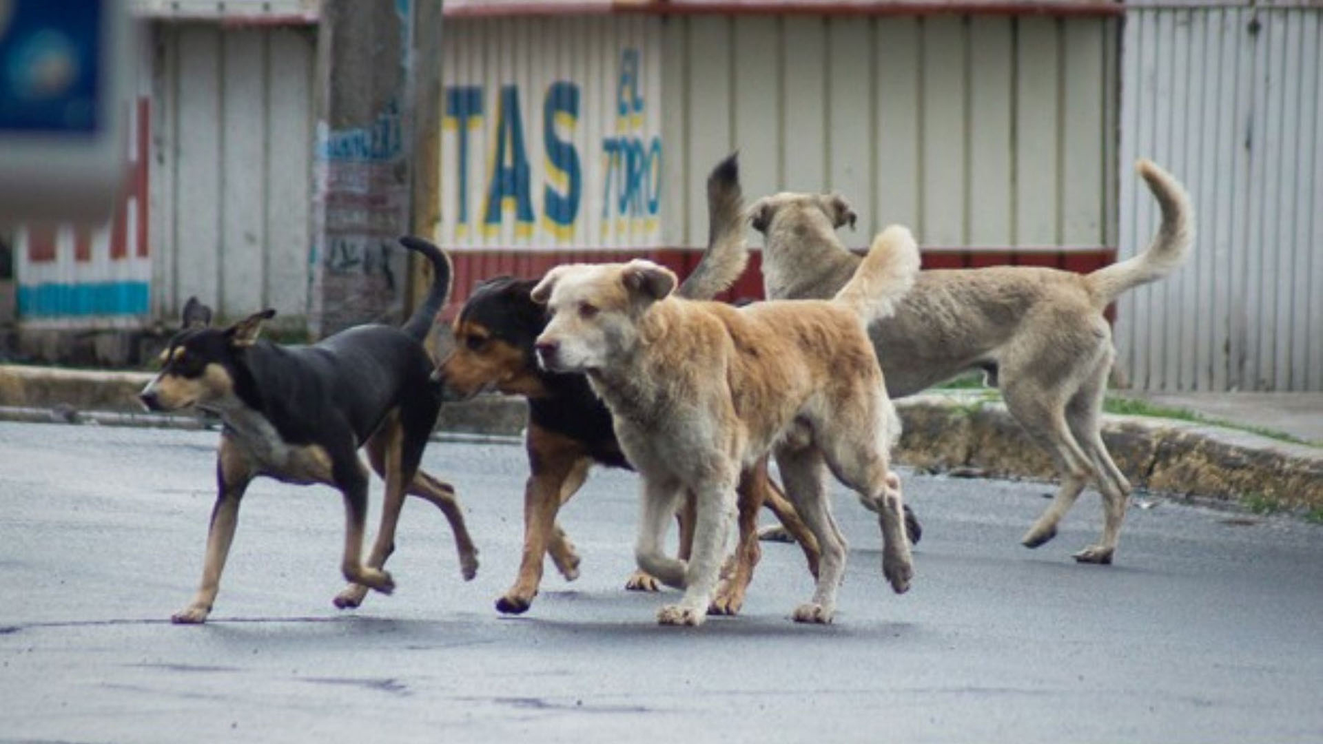 Puno y Juliaca son los distritos donde se tiene una mayor cantidad de población canina