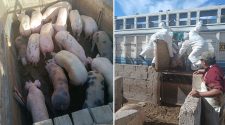 Decomisaron cerdos de contrabando