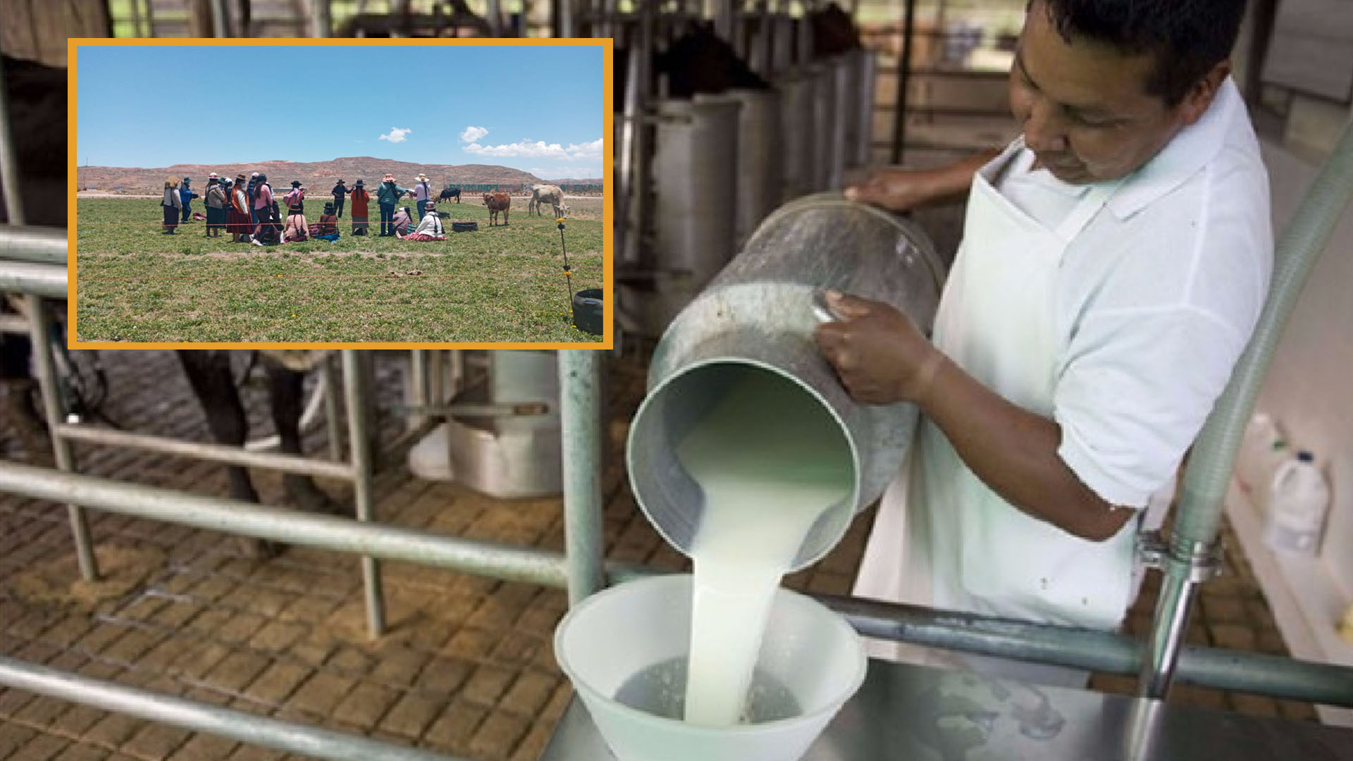 Advierten que podría disminuir hasta en un 50% la producción de la leche