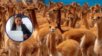 Aún no se registran mortandad de vicuñas