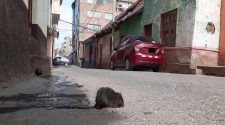 Ratas en Puno