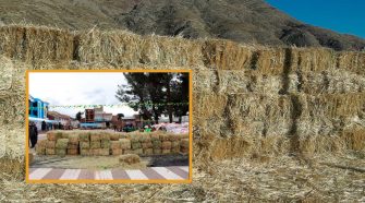 población de Orurillo rechaza pacas de avena