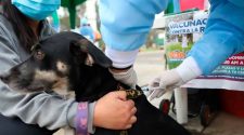 Vacunación antirrábica a canes