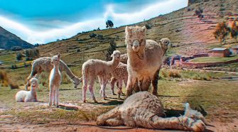 Criadores de camélidos de las zonas alto andinas