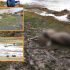 Más de 18 ovinos murieron por fuertes granizadas
