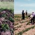 Productores agrarios, no completarían el 100% de cultivos