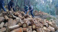 Paso libre para la deforestación