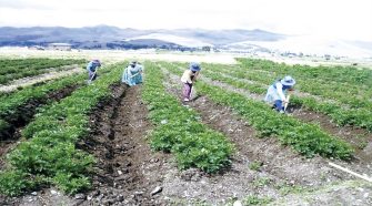 Cultivos en la región de Puno