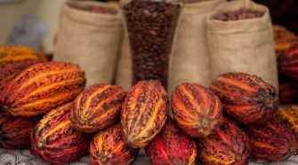 Cacao de la selva puneña