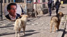 Canes abandonados en Juliaca