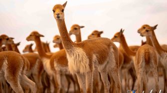 Vicuñas