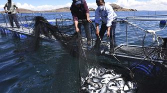 Productores pesqueros