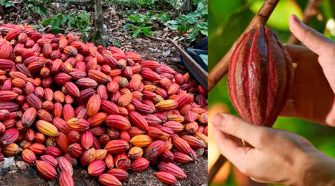 7 de julio Día Mundial del Cacao
