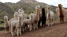 Alpacas reproductoras en la región Puno