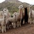 Alpacas reproductoras en la región Puno