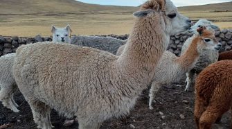 Día Nacional de la Alpaca